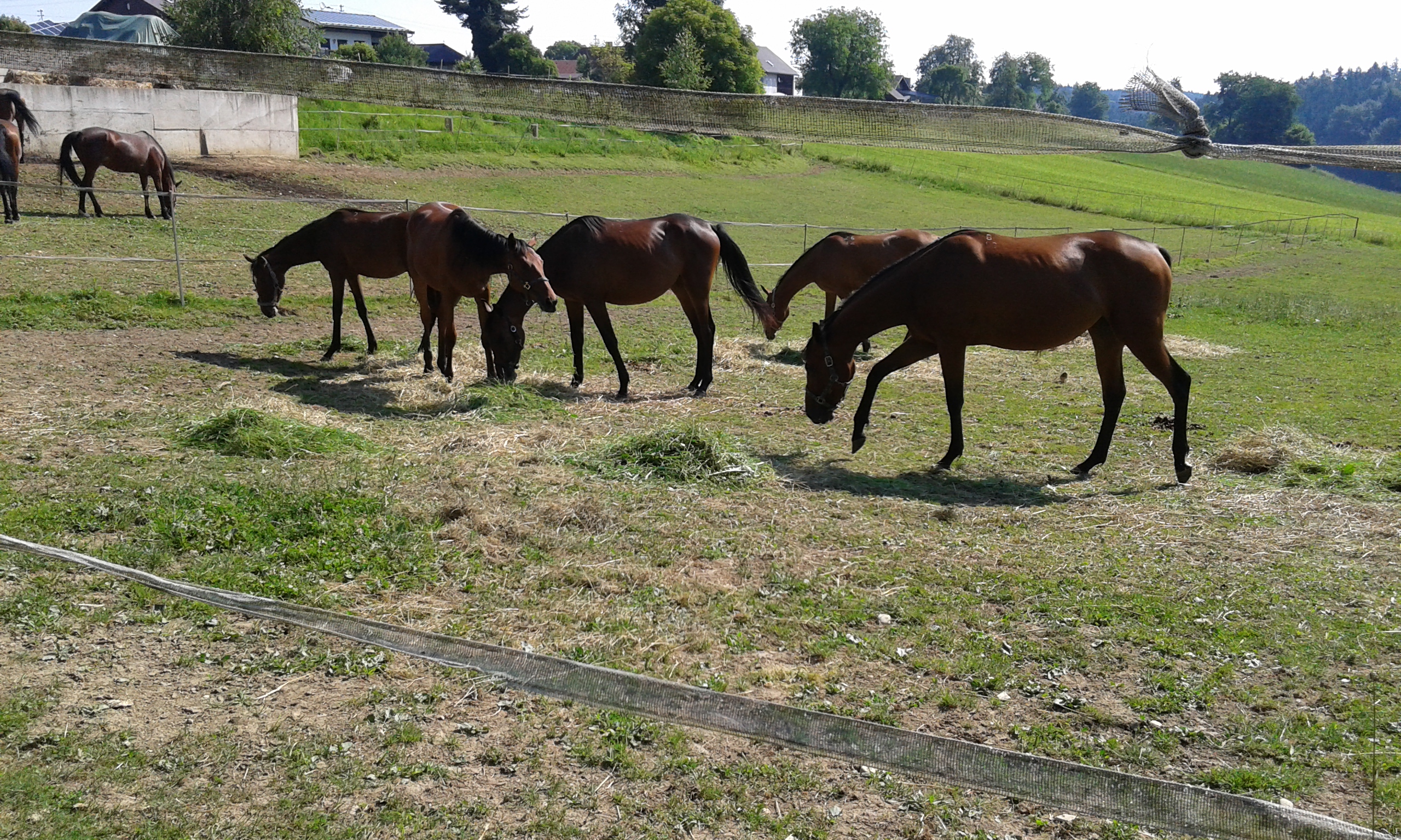 Stute Strannitsa – geb. 25. März 2012