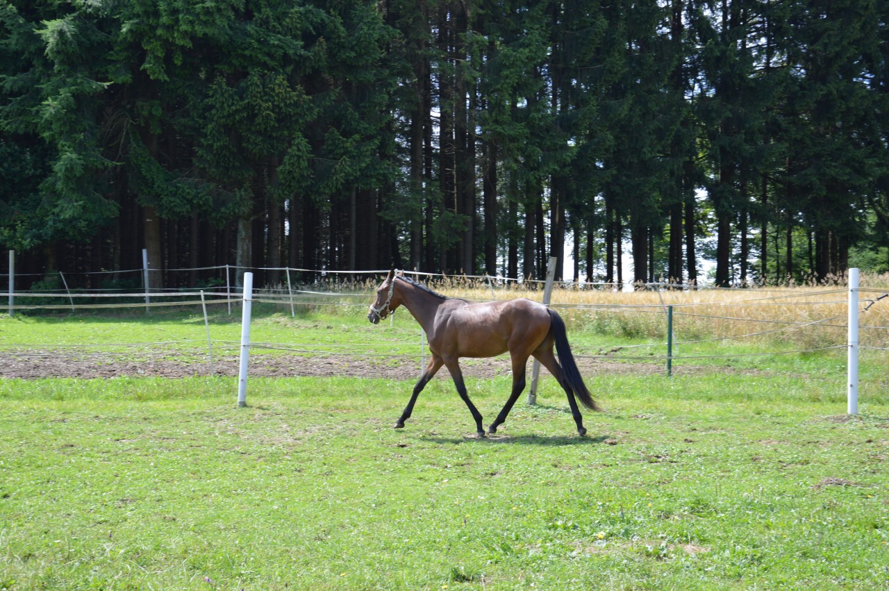 Stute Eskada – Aufnahme 2