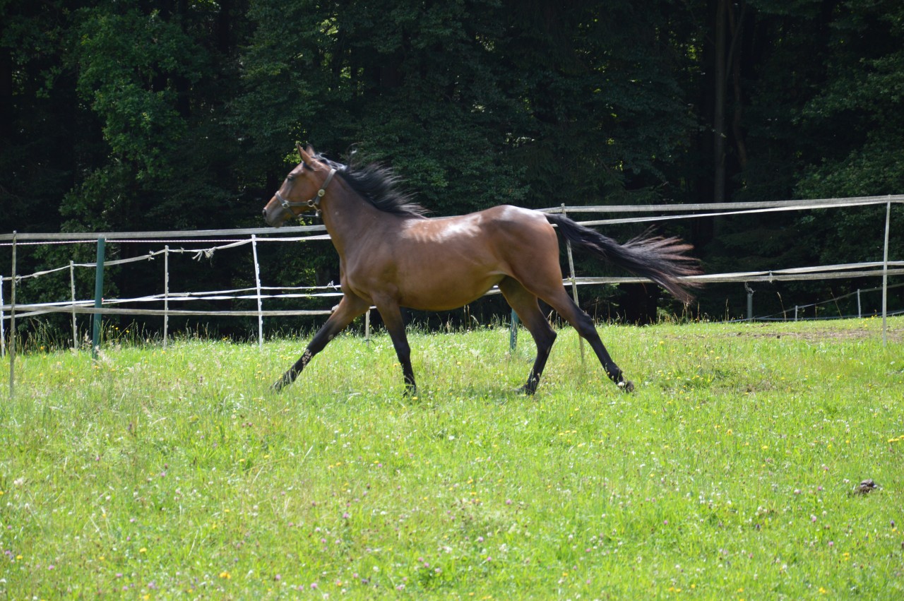 Strannitsa Geb. 2013